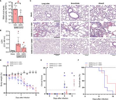 Simvastatin Downregulates the SARS-CoV-2-Induced Inflammatory Response and Impairs Viral Infection Through Disruption of Lipid Rafts